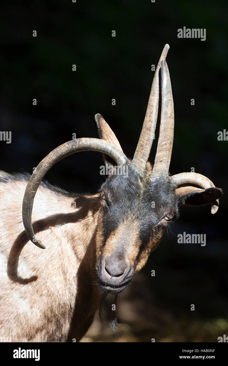 Vierhornziege Vierhorn-Ziege Hausziege, Ziege, Haustierrasse, Capra Aegagrus Hircus, Hausziege, vier Horn Ziege, vier-Horn-Ziege Stockfoto