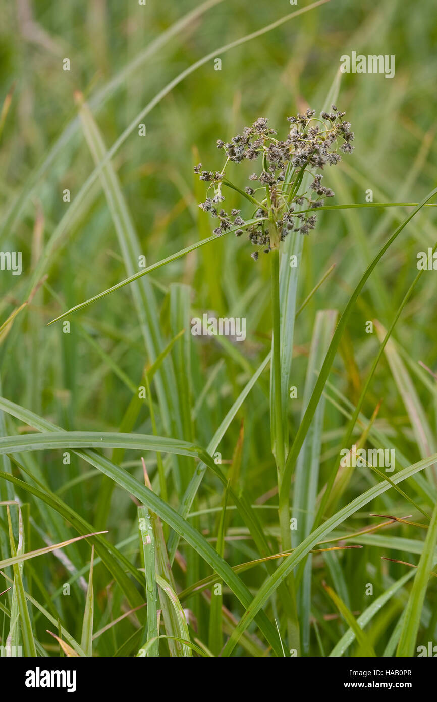 Wald-Simse, Waldsimse, Simse, Scirpus Sylvaticus, Holz Club Rush ...