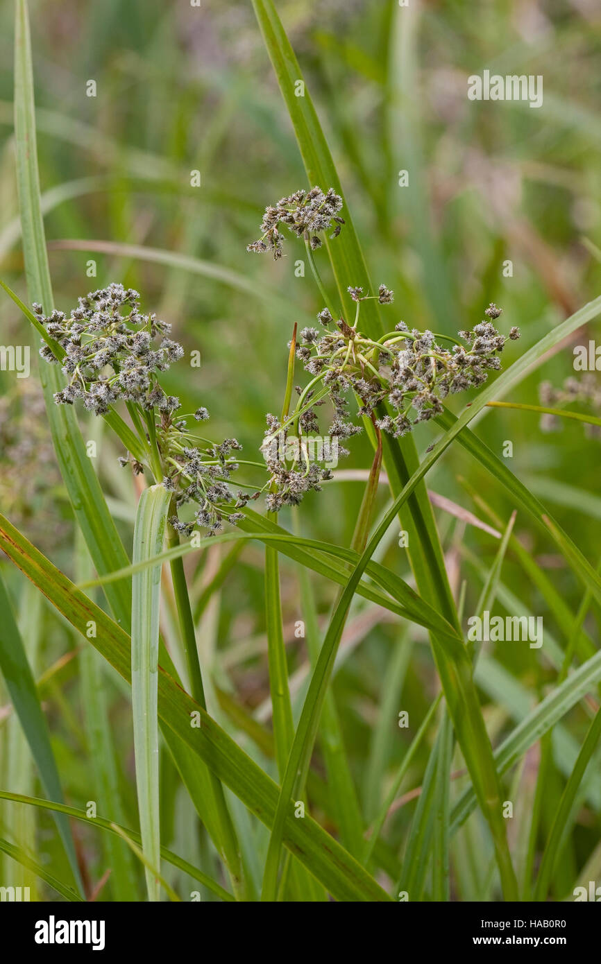 Wald-Simse, Waldsimse, Simse, Scirpus Sylvaticus, Holz Club Rush, Scirpe-des-Bois Stockfoto