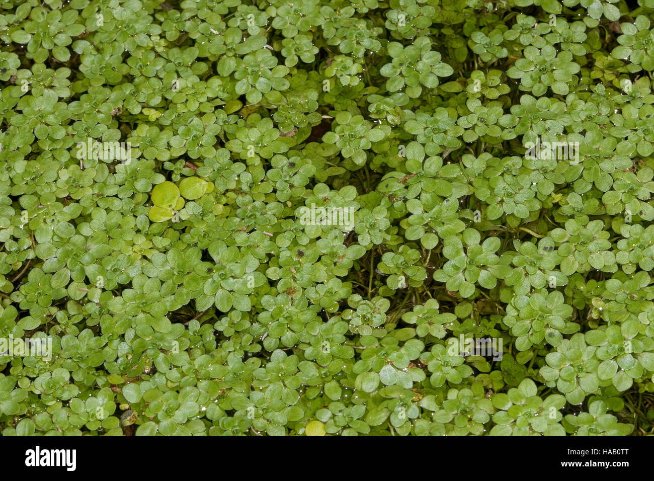 Wasserstern, Sumpf-Wasserstern, Callitriche Palustris Agg., Callitriche spec, Wasser-Hahnenfußgewächse Stockfoto