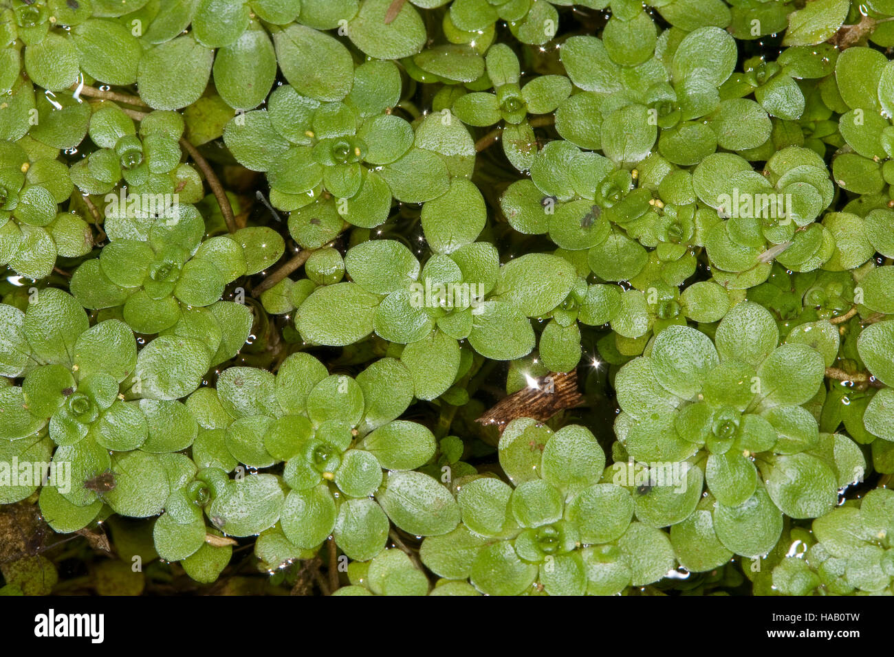 Wasserstern, Sumpf-Wasserstern, Callitriche Palustris Agg., Callitriche spec, Wasser-Hahnenfußgewächse Stockfoto