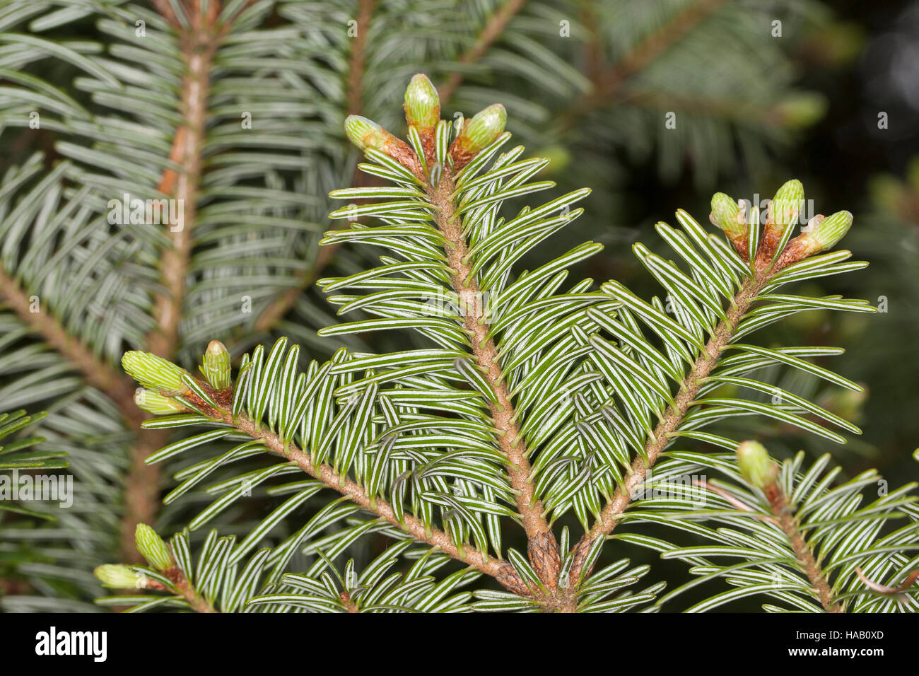 Weiß-Tanne, Weißtanne, Weisstanne, Edeltanne, Silbertanne, Tanne, Abies Alba, Europäische Edeltanne, Silber-Tanne Stockfoto