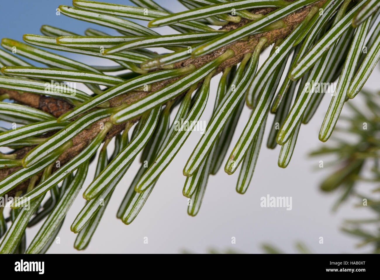 Weiß-Tanne, Weißtanne, Weisstanne, Edeltanne, Silbertanne, Tanne, Abies Alba, Europäische Edeltanne, Silber-Tanne Stockfoto