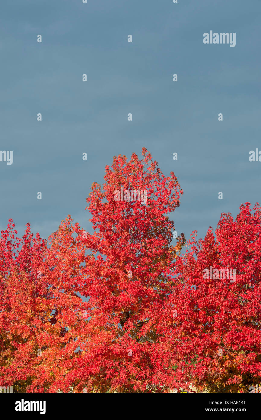 Liquidambar Styraciflua. Amberbaum Baum Blätter im Herbst gegen einen dunklen Wolkenhimmel Stockfoto