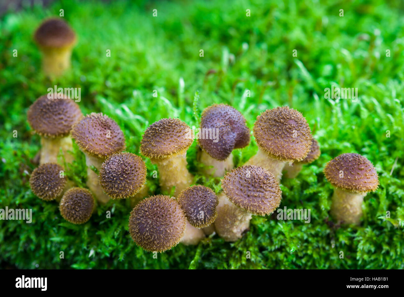 Unreife Hallimasch Fliegenpilze wachsen auf Moos bedeckt Log. Stockfoto