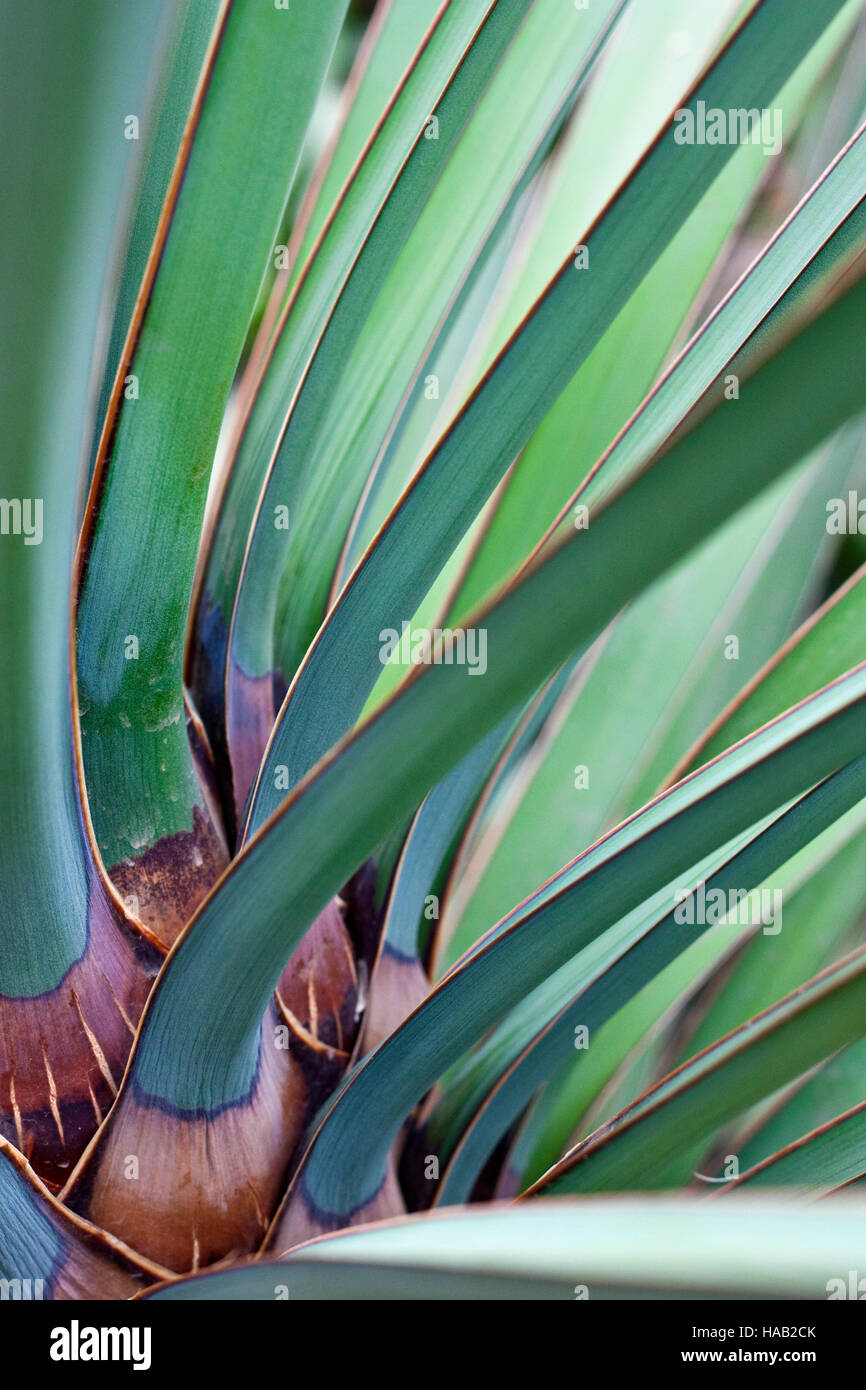Blätter der Datil Yucca oder Banane Yucca-Palme Stockfoto
