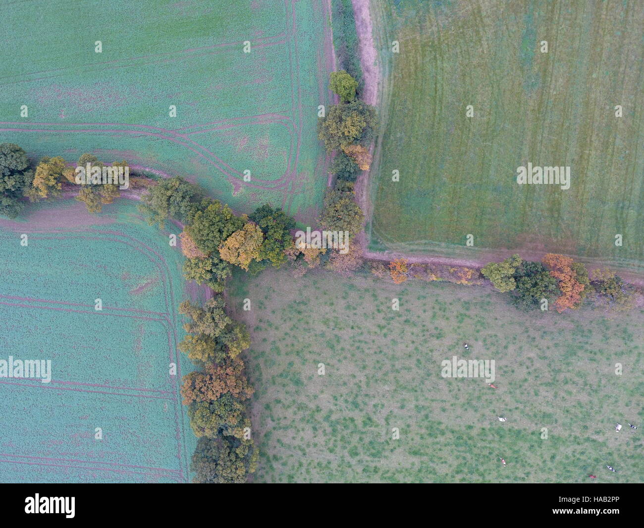 Luftaufnahme von landwirtschaftlichen Nutzflächen in cheshire Stockfoto