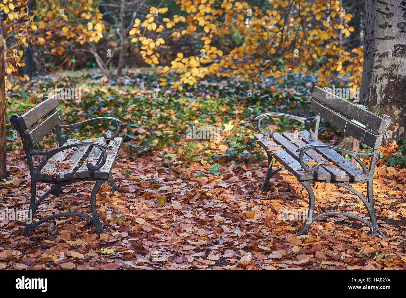 Leere Bänke unter den gefallenen Herbst Blätter Nostalgie Stockfoto