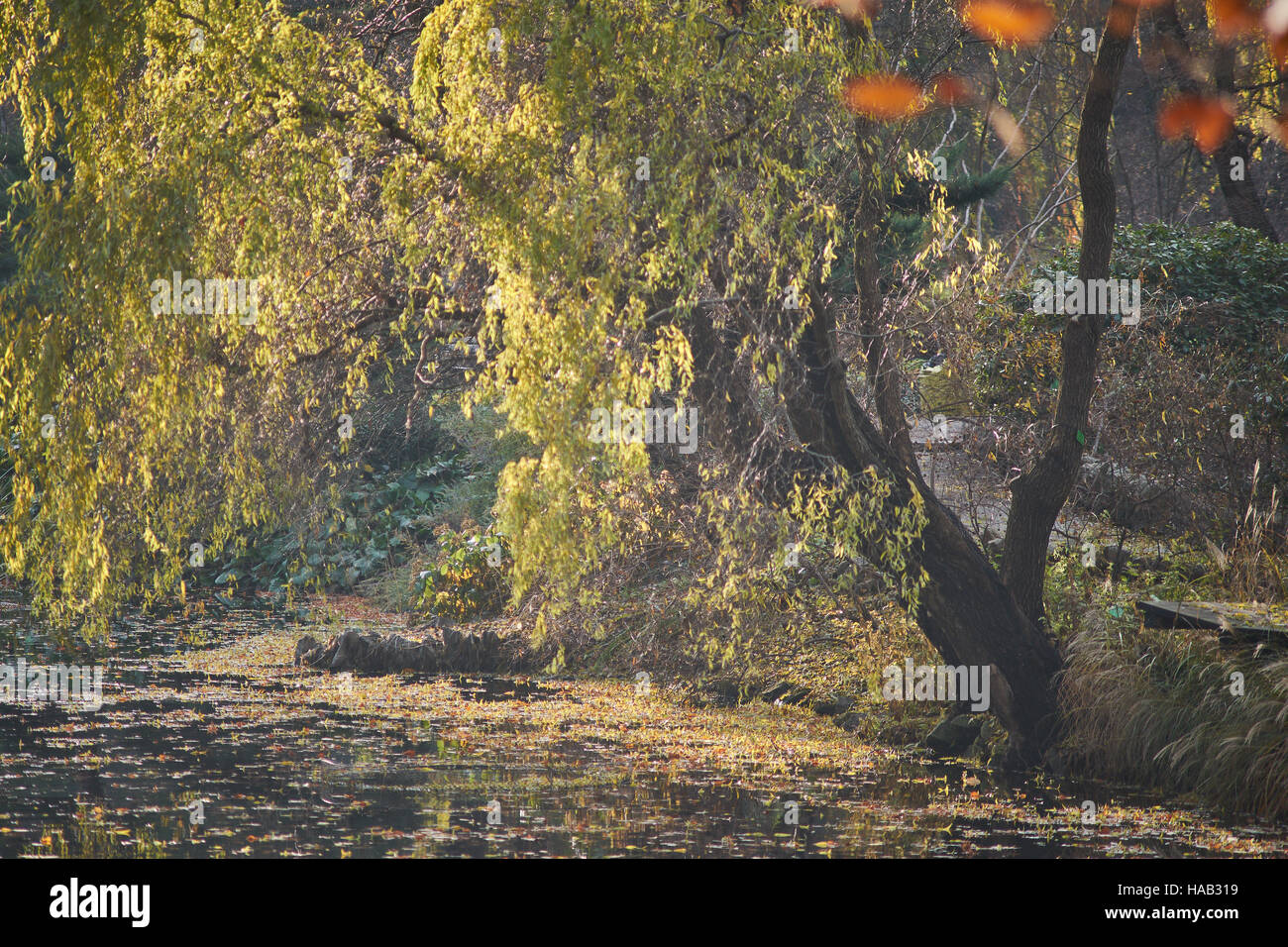 Herbstliche Stille leere Einsamkeit botanischen Garten fallen Wroclaw Stockfoto