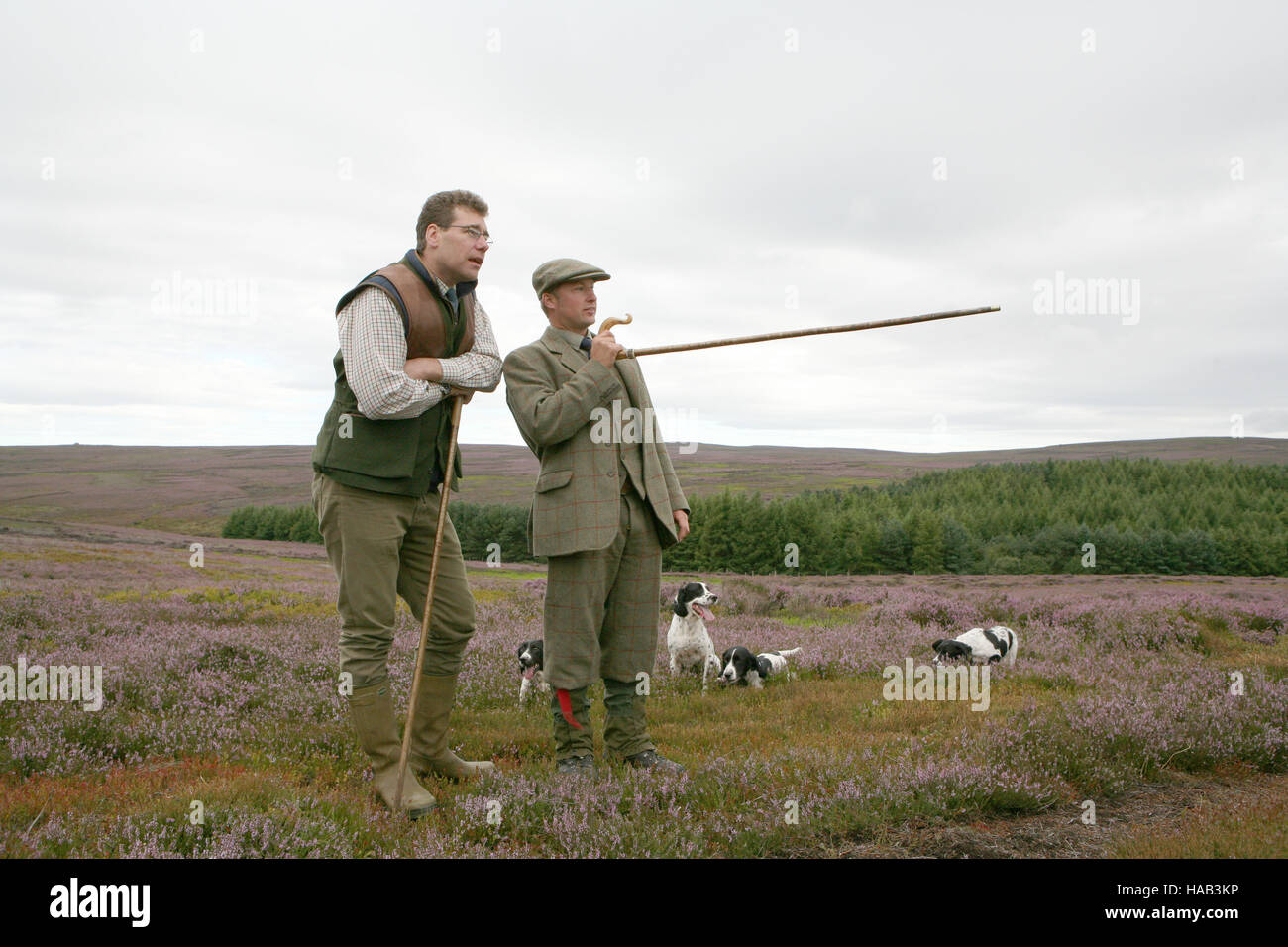 Grouse. Wildhüter Jimmy Shuttlewood und schießen Veranstalter James Kapelle auf der North York Moors Snilesworth Immobilien mit English Springer Spaniels. Stockfoto