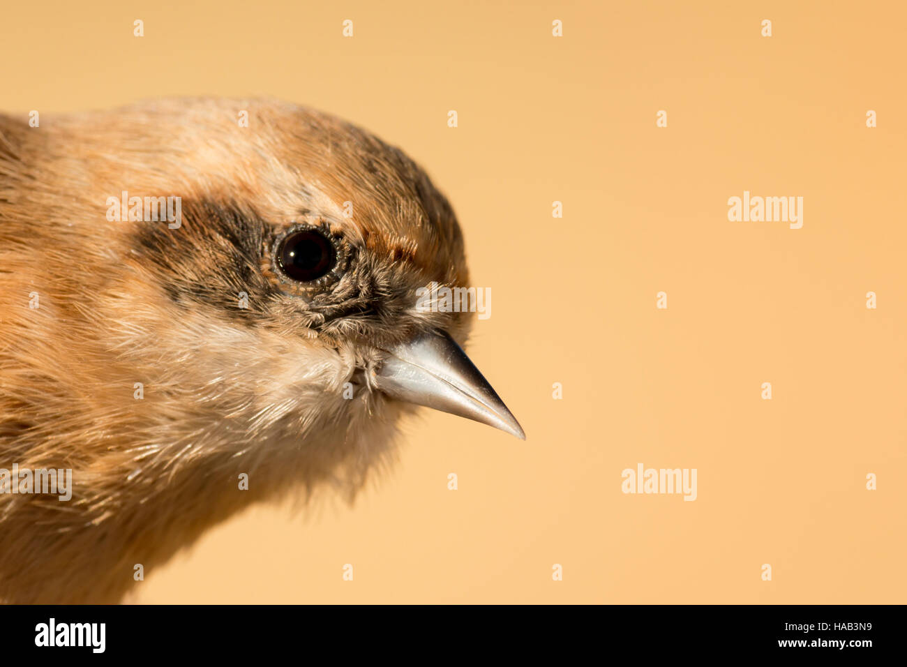 Profil von ein wenig braun wilder Vogel Stockfoto