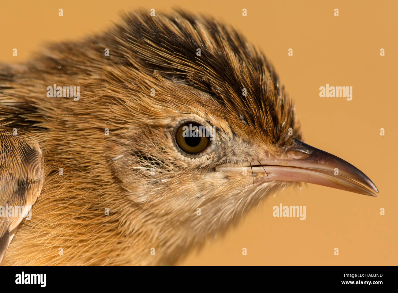 Profil von ein wenig braun wilder Vogel Stockfoto