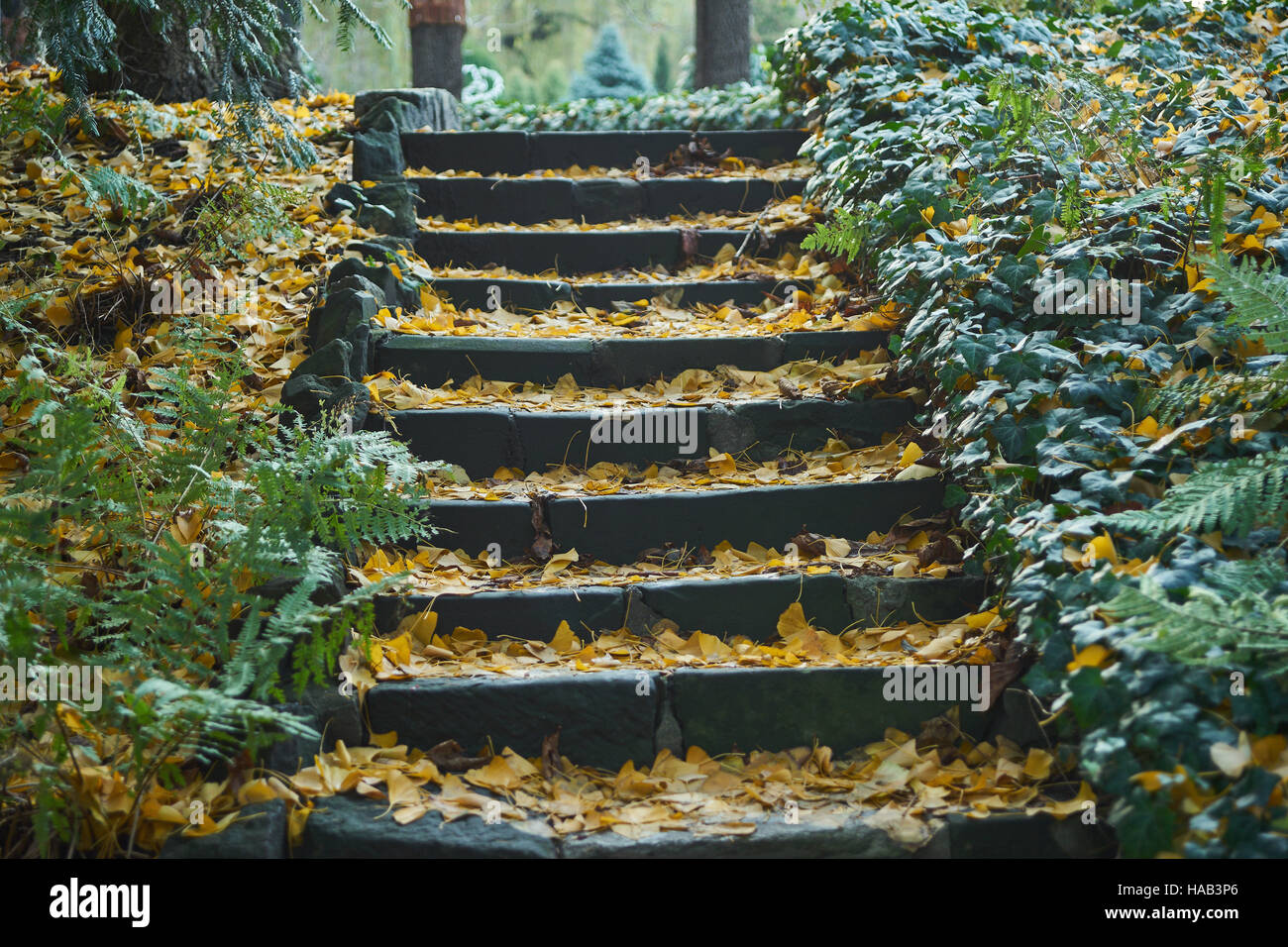 Stein-Treppe mit Laub gefüttert von Efeu bedeckt Stockfoto
