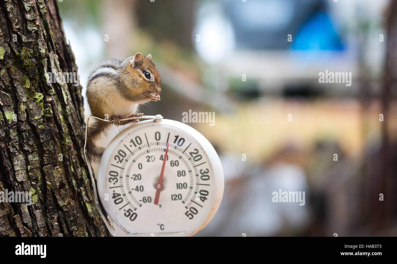 Streifenhörnchen (Tamias) sitzt, auf ein Außenthermometer. Stockfoto