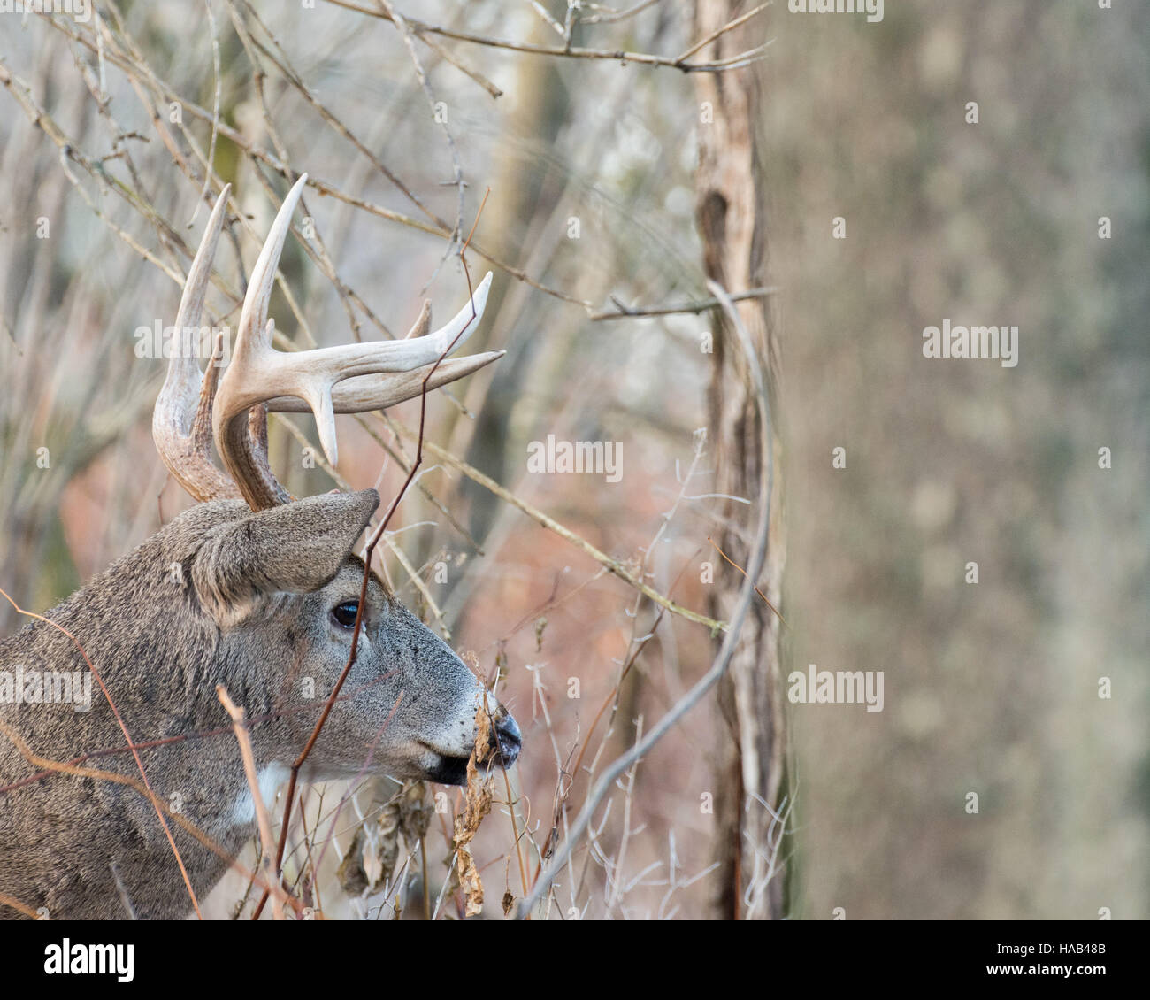 Whitetail Deer Buck stehen in einem Gebüsch. Stockfoto