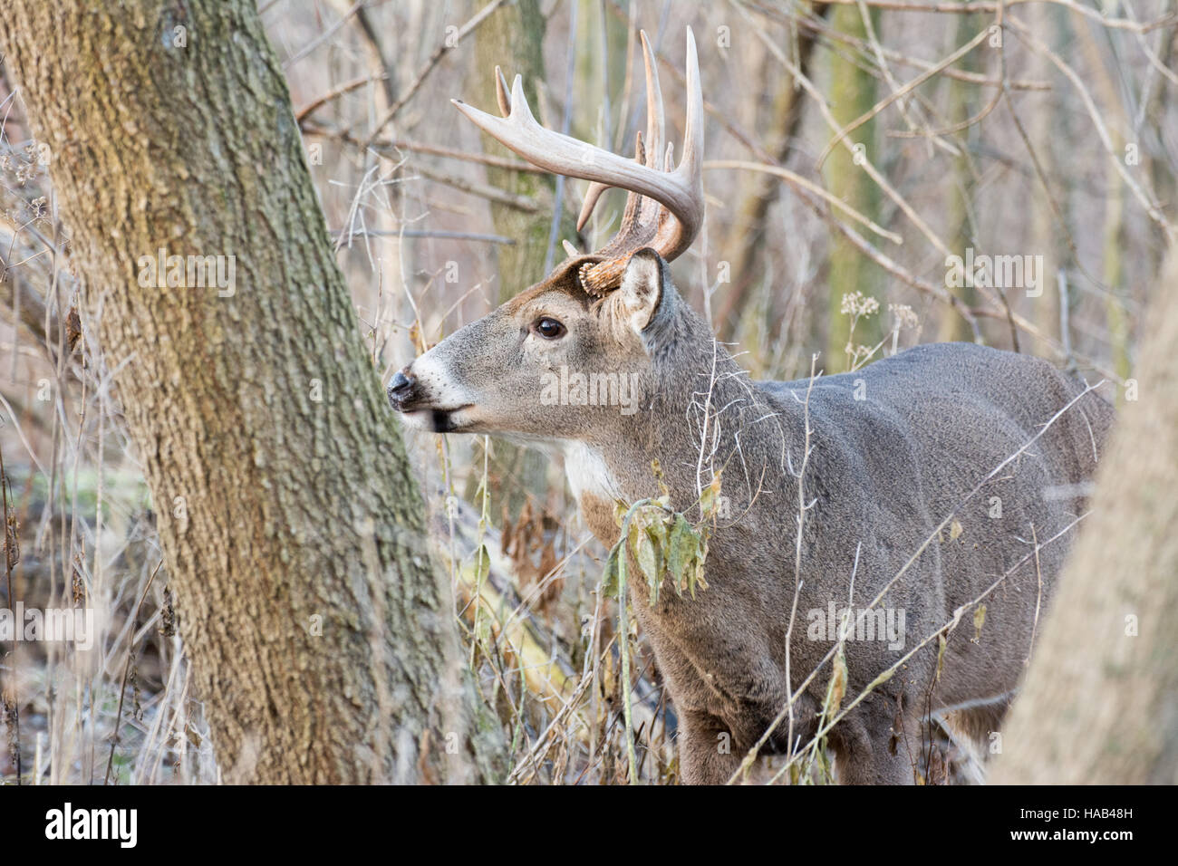 Whitetail Deer Buck stehen in einem Gebüsch. Stockfoto