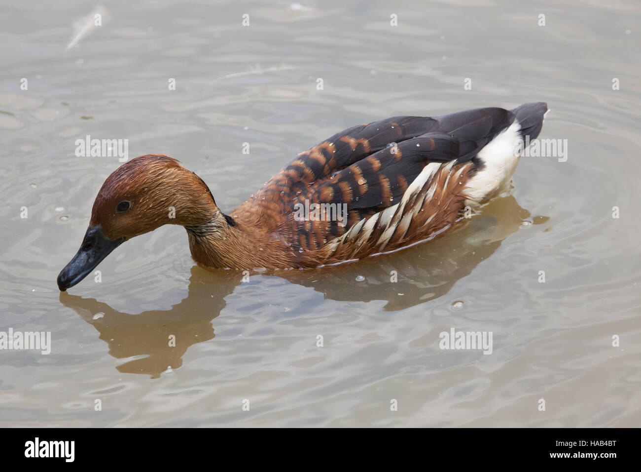 Fulvous Pfeifen Ente (Dendrocygna bicolor), auch bekannt als die Fulvous Baum Ente. Stockfoto