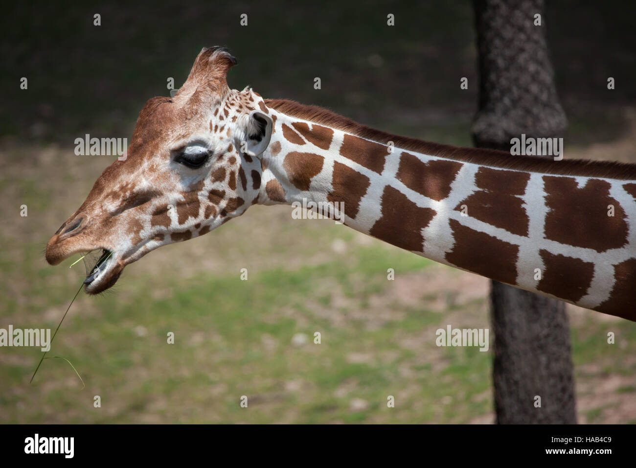 Netzartige Giraffe (Giraffa Plancius Reticulata), auch bekannt als die somalische Giraffe. Stockfoto