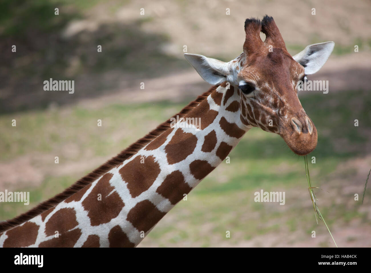 Netzartige Giraffe (Giraffa Plancius Reticulata), auch bekannt als die somalische Giraffe. Stockfoto