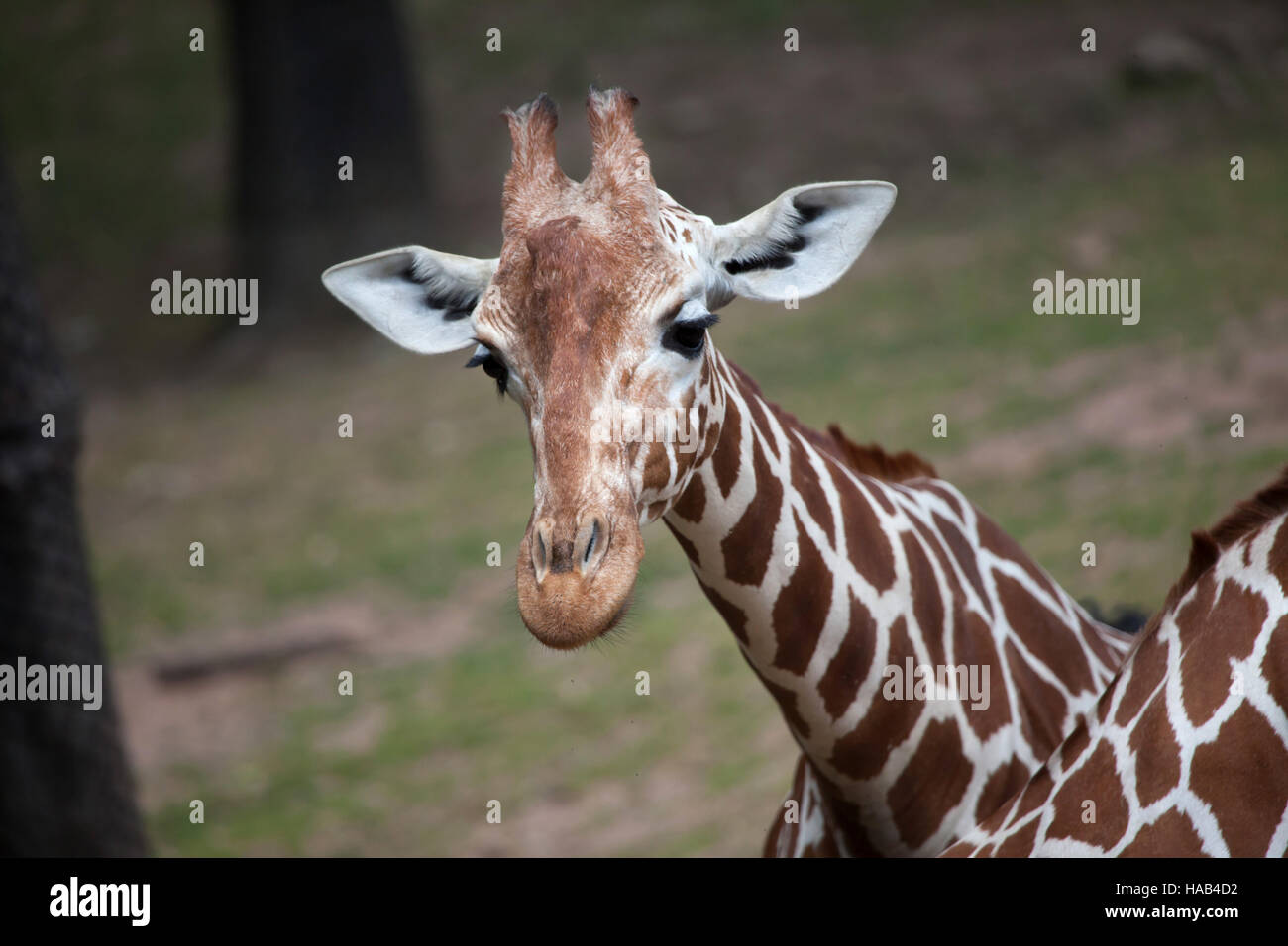 Netzartige Giraffe (Giraffa Plancius Reticulata), auch bekannt als die somalische Giraffe. Stockfoto