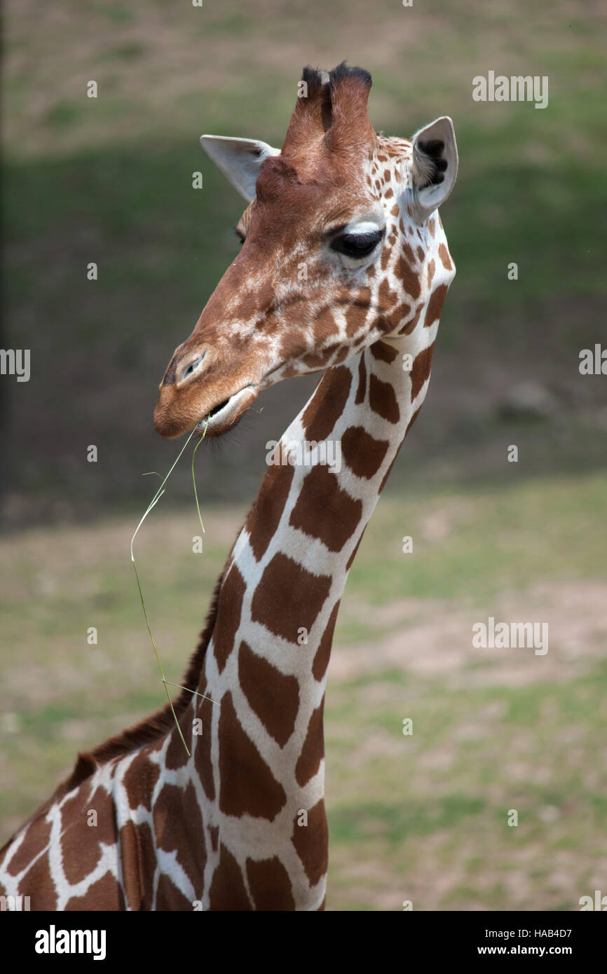 Netzartige Giraffe (Giraffa Plancius Reticulata), auch bekannt als die somalische Giraffe. Stockfoto