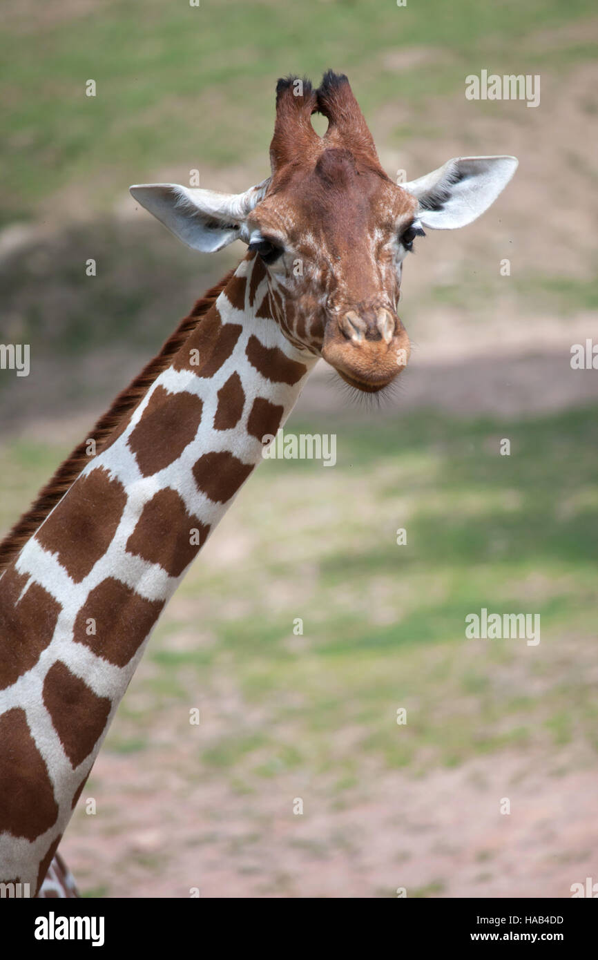 Netzartige Giraffe (Giraffa Plancius Reticulata), auch bekannt als die somalische Giraffe. Stockfoto