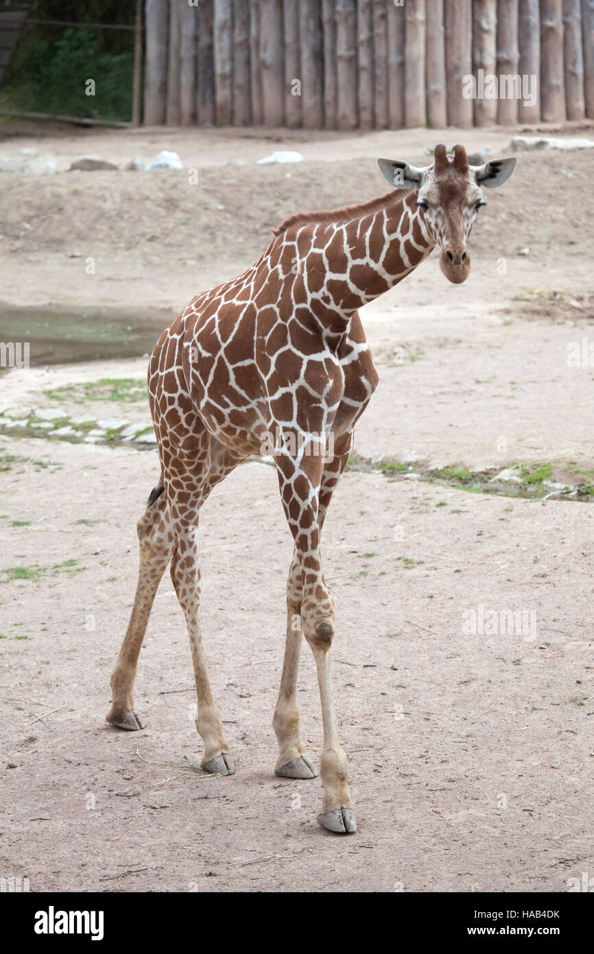 Netzartige Giraffe (Giraffa Plancius Reticulata), auch bekannt als die somalische Giraffe in Brno Zoo in Südmähren, Tschechien. Stockfoto