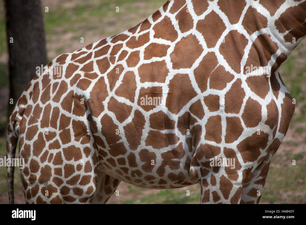 Netzartige Giraffe (Giraffa Plancius Reticulata), auch bekannt als die somalische Giraffe. Textur der Haut. Stockfoto