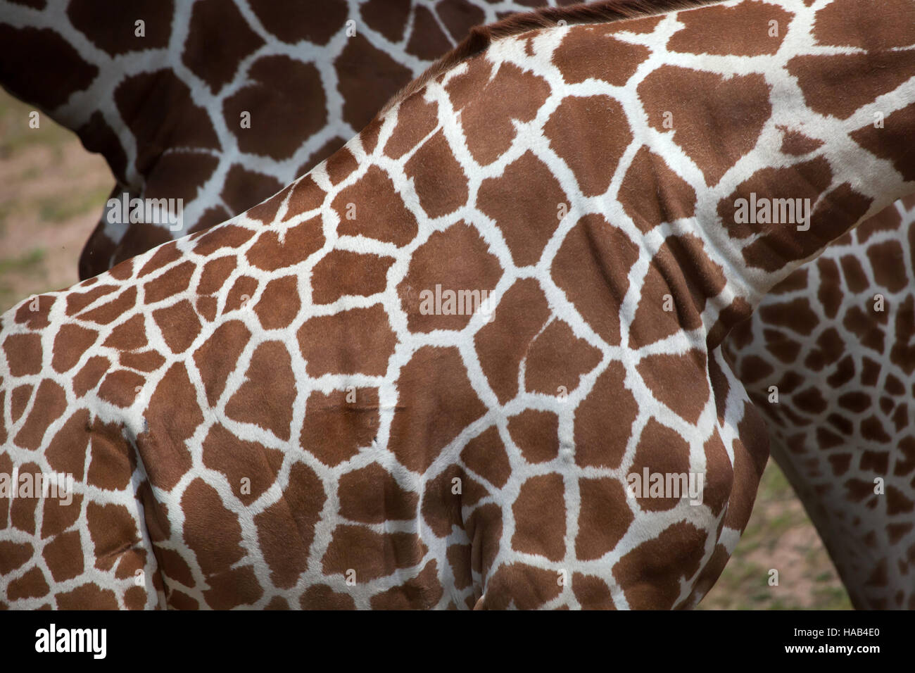 Netzartige Giraffe (Giraffa Plancius Reticulata), auch bekannt als die somalische Giraffe. Textur der Haut. Stockfoto