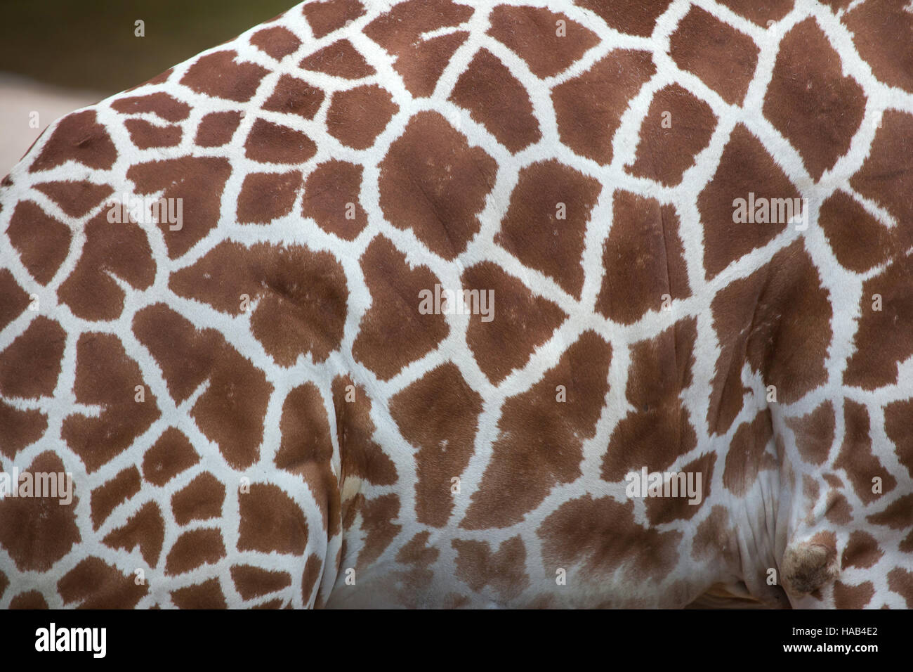 Netzartige Giraffe (Giraffa Plancius Reticulata), auch bekannt als die somalische Giraffe. Textur der Haut. Stockfoto