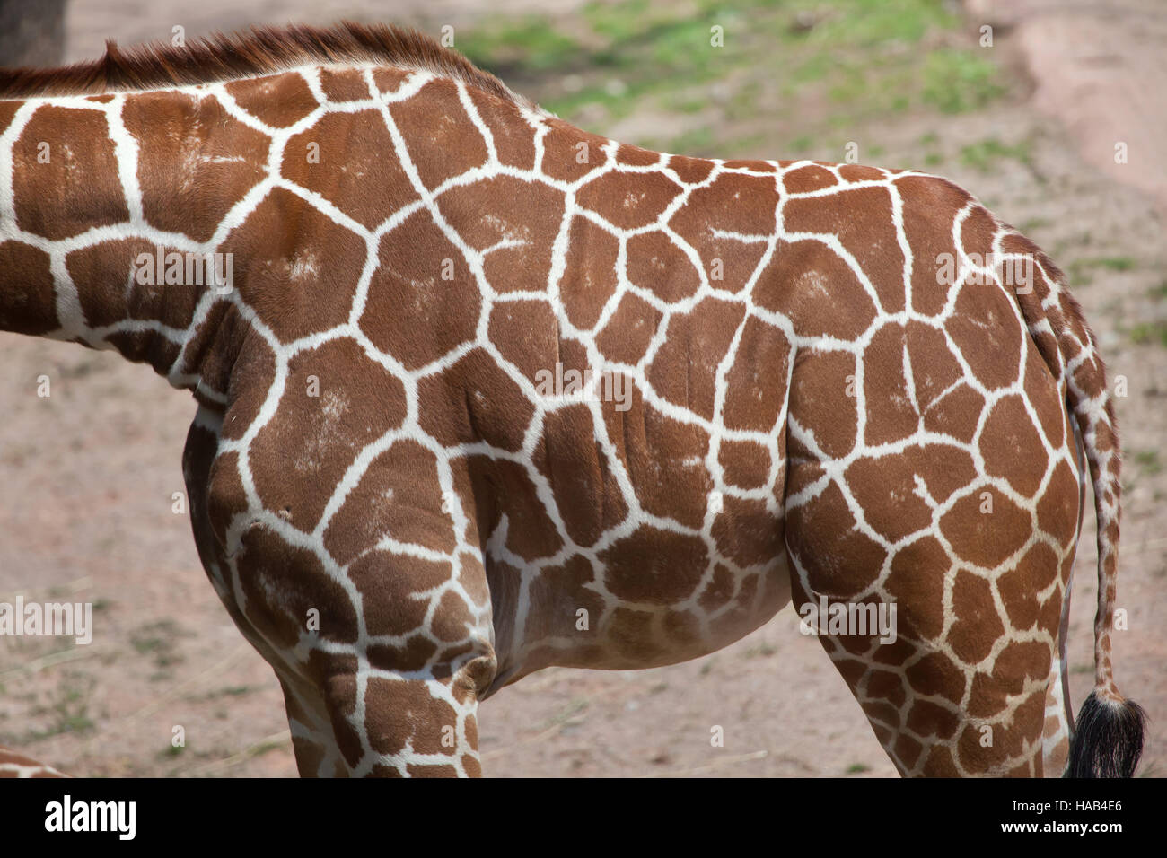 Netzartige Giraffe (Giraffa Plancius Reticulata), auch bekannt als die somalische Giraffe. Textur der Haut. Stockfoto