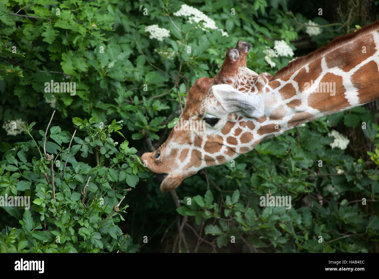 Netzartige Giraffe (Giraffa Plancius Reticulata), auch bekannt als die somalische Giraffe. Stockfoto