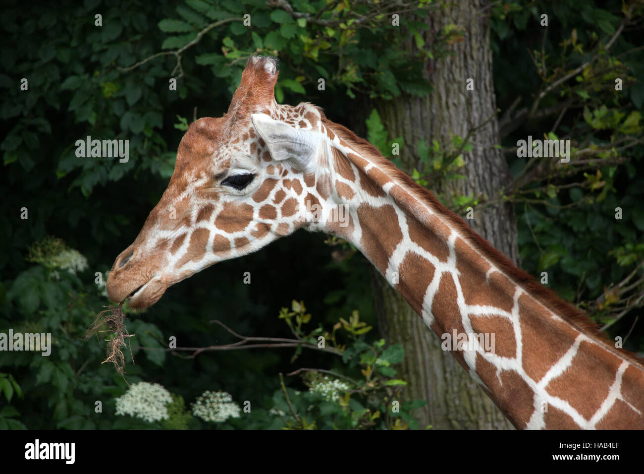 Netzartige Giraffe (Giraffa Plancius Reticulata), auch bekannt als die somalische Giraffe. Stockfoto