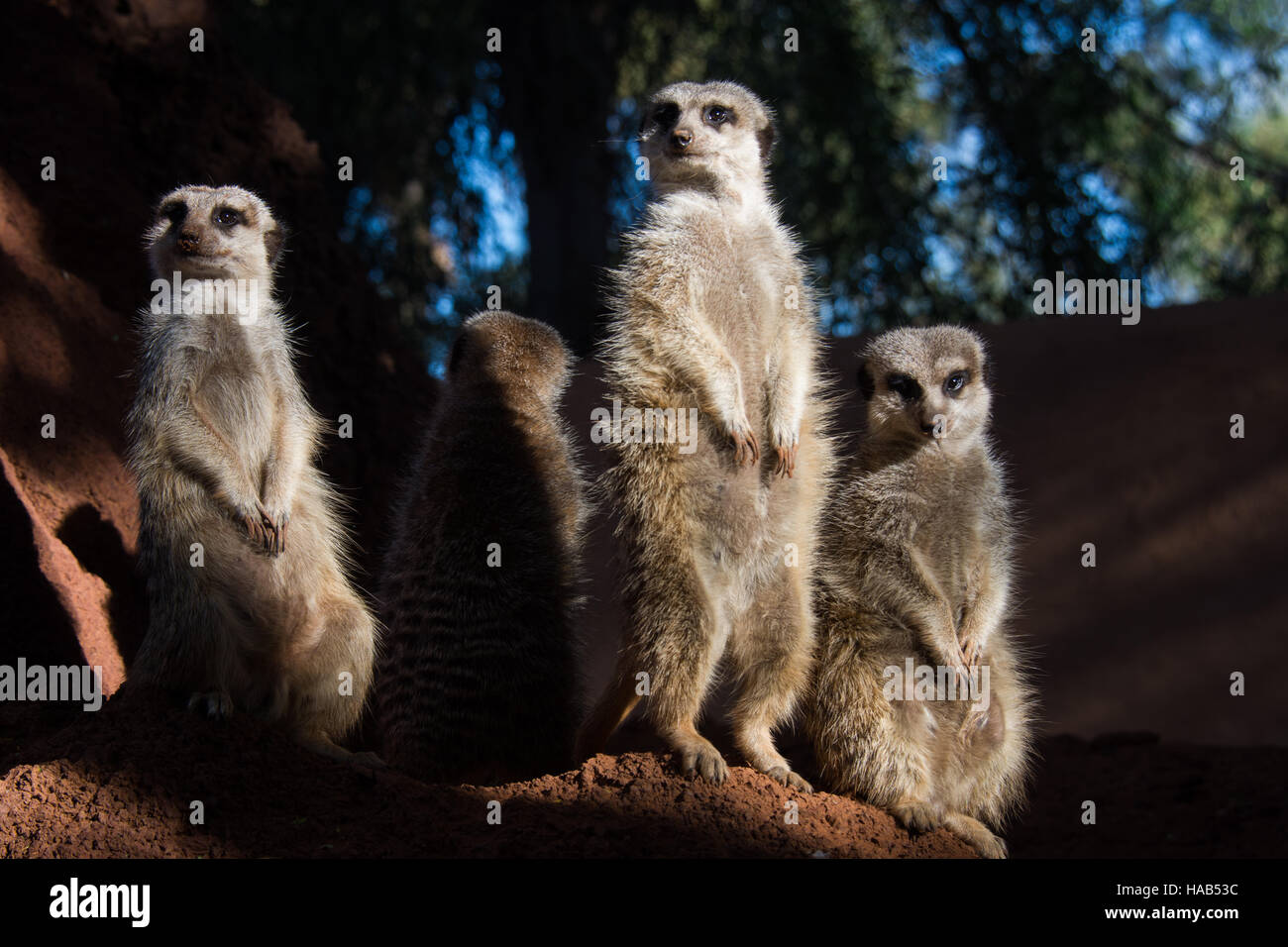 Die Erdmännchen Suricata, Oasis Park Fuerteventura Stockfoto