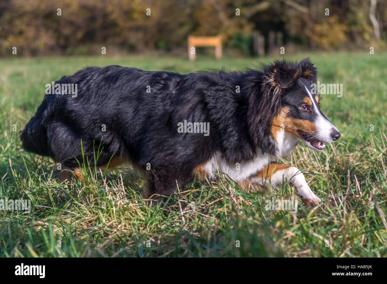 Shetland Sheepdog Stockfoto