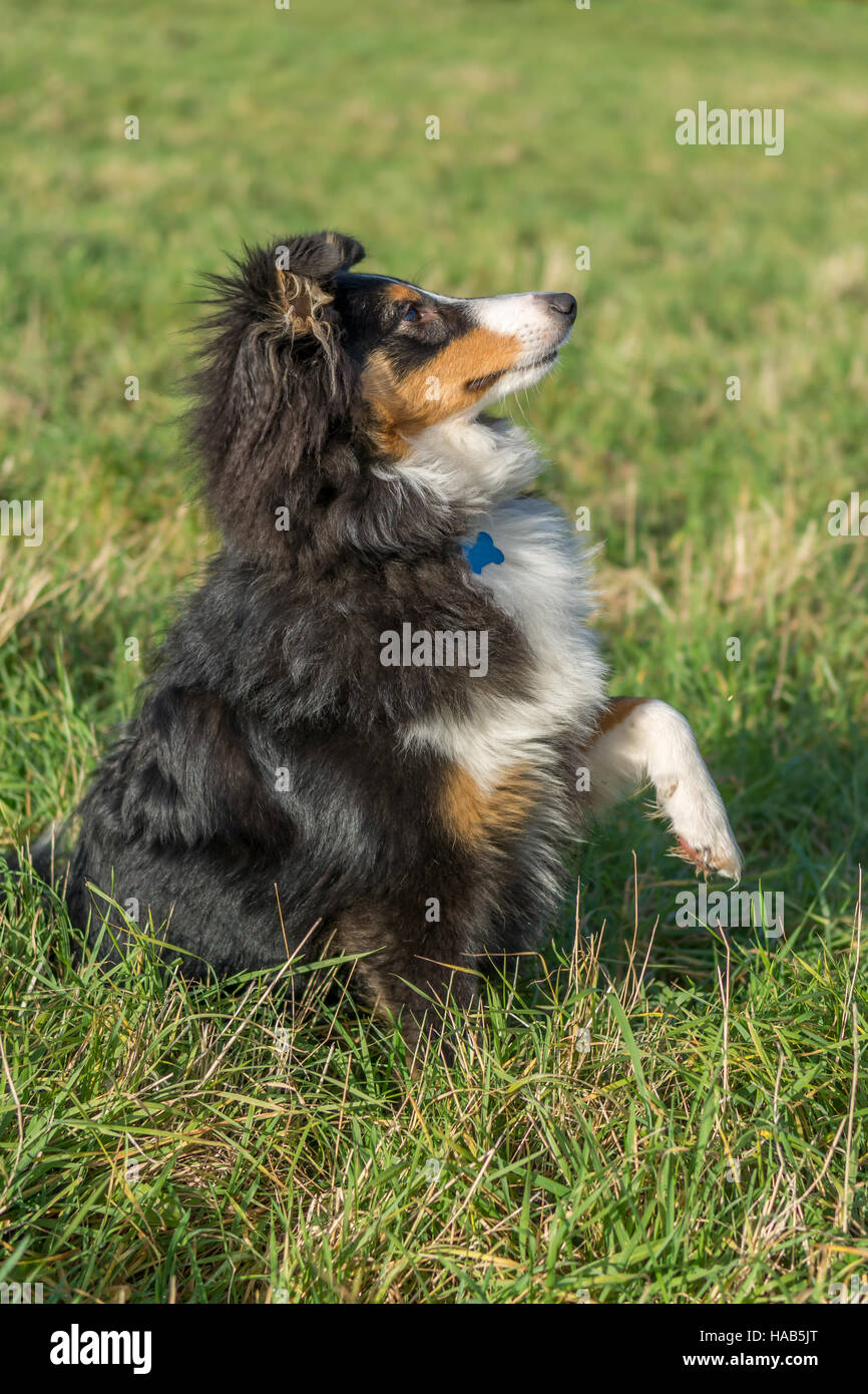 Shetland Sheepdog schütteln Pfote Stockfoto