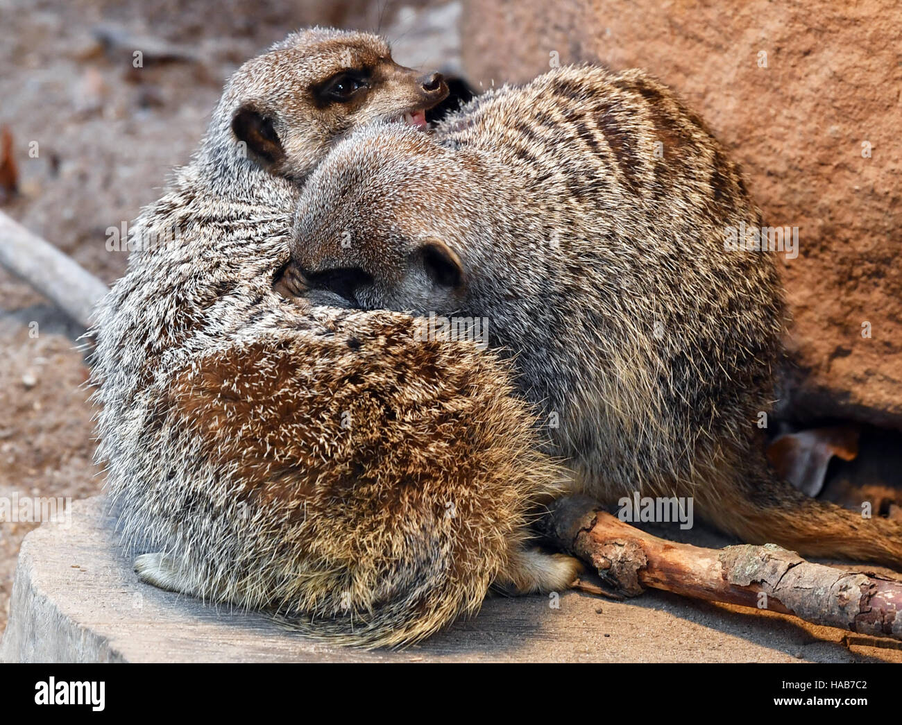 Magdeburg, Deutschland. 24. November 2016. Erdmännchen kuscheln im Zoo in Magdeburg, Deutschland, 24. November 2016. Sie leben in Gemeinschaft mit bis zu 30 Tieren. Foto: Jens Kalaene/Dpa-Zentralbild/ZB/Dpa/Alamy Live News Stockfoto