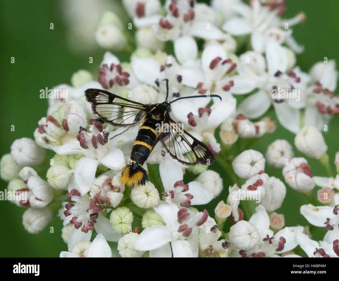 Clearwing Mottenarten auf weißen Blüten im Parnass Region von Südgriechenland. Stockfoto