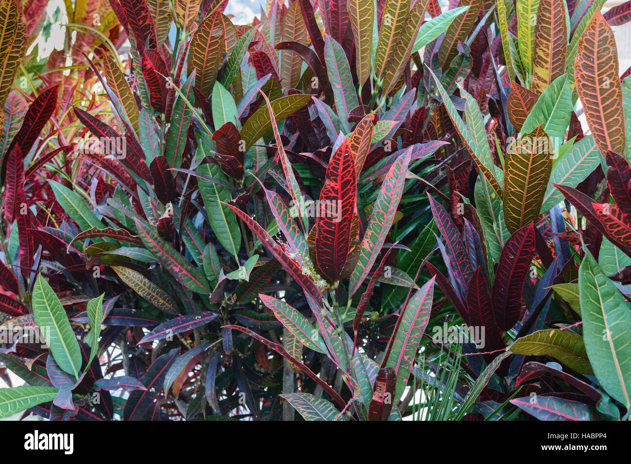 Bunten Rasen lässt auf eine Herbst Boden Stockfoto