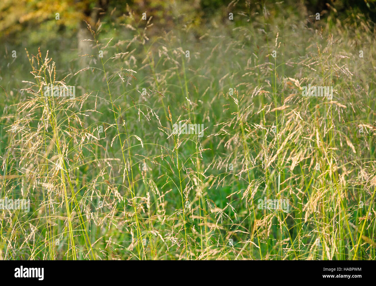 Cowpens National Battlefield Park Stockfoto