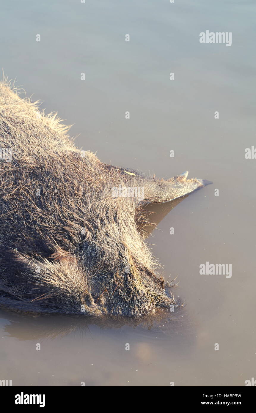 Totes Wildschwein wildes Tier ertrunken in der vertikalen Wasser Stockfoto