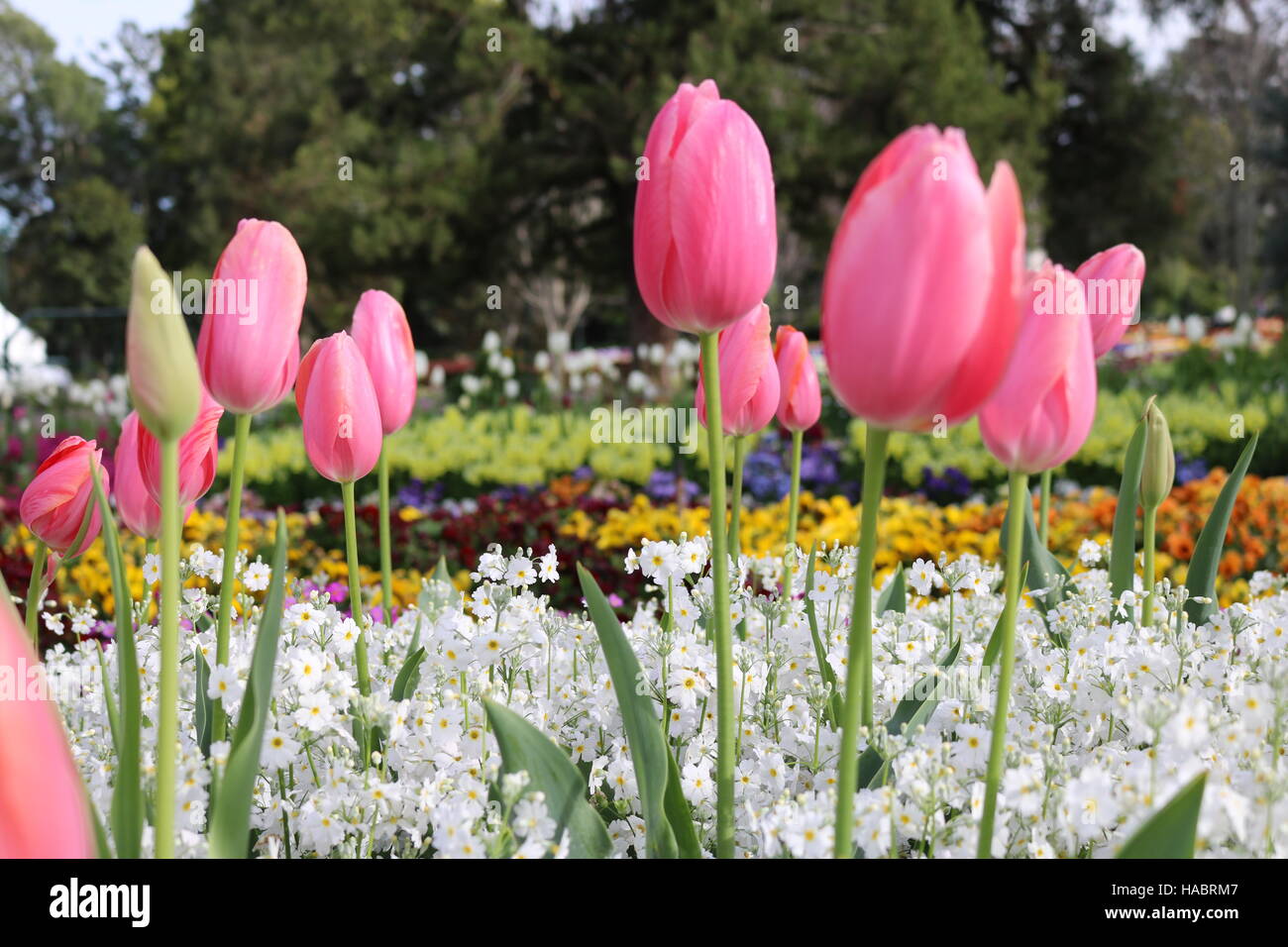 In der Menge hervorstechen. Rosa Tulpen Frühling umarmen. Stockfoto