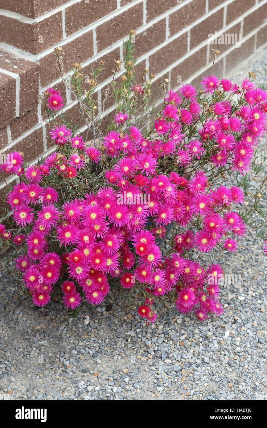 Rosa Schwein Gesicht Blumen oder Mesembryanthemum, Eis Pflanze blüht, Livingstone Gänseblümchen in voller Blüte Stockfoto