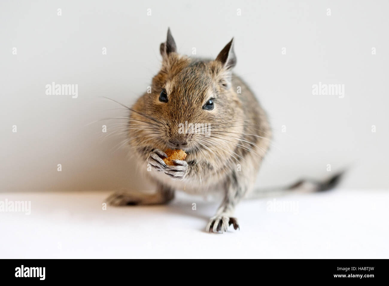 kleine Degu Nager Haustier Closeup Studio gedreht Stockfoto