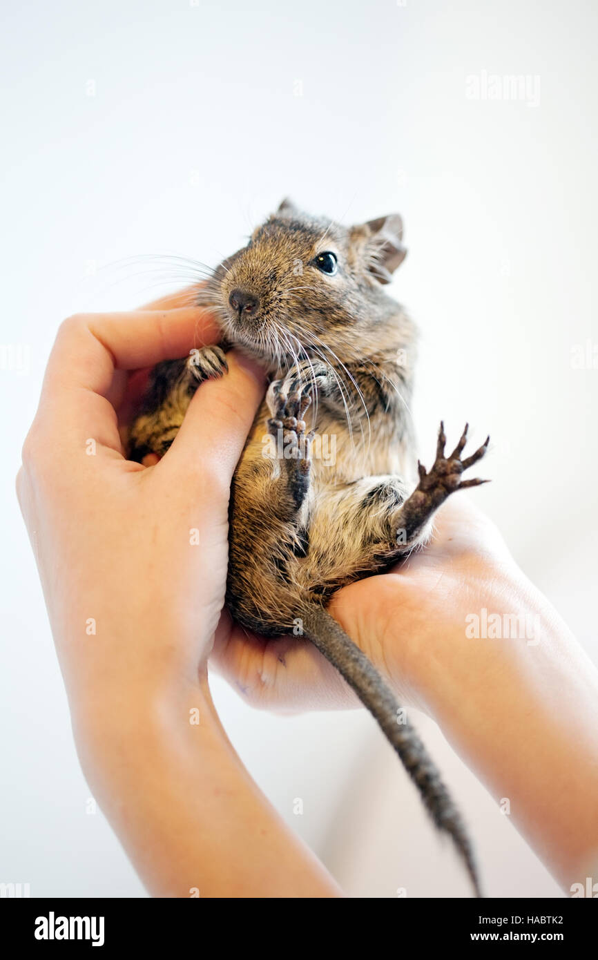 Fett Degu Nager Haustier Closeup Studio gedreht Stockfoto