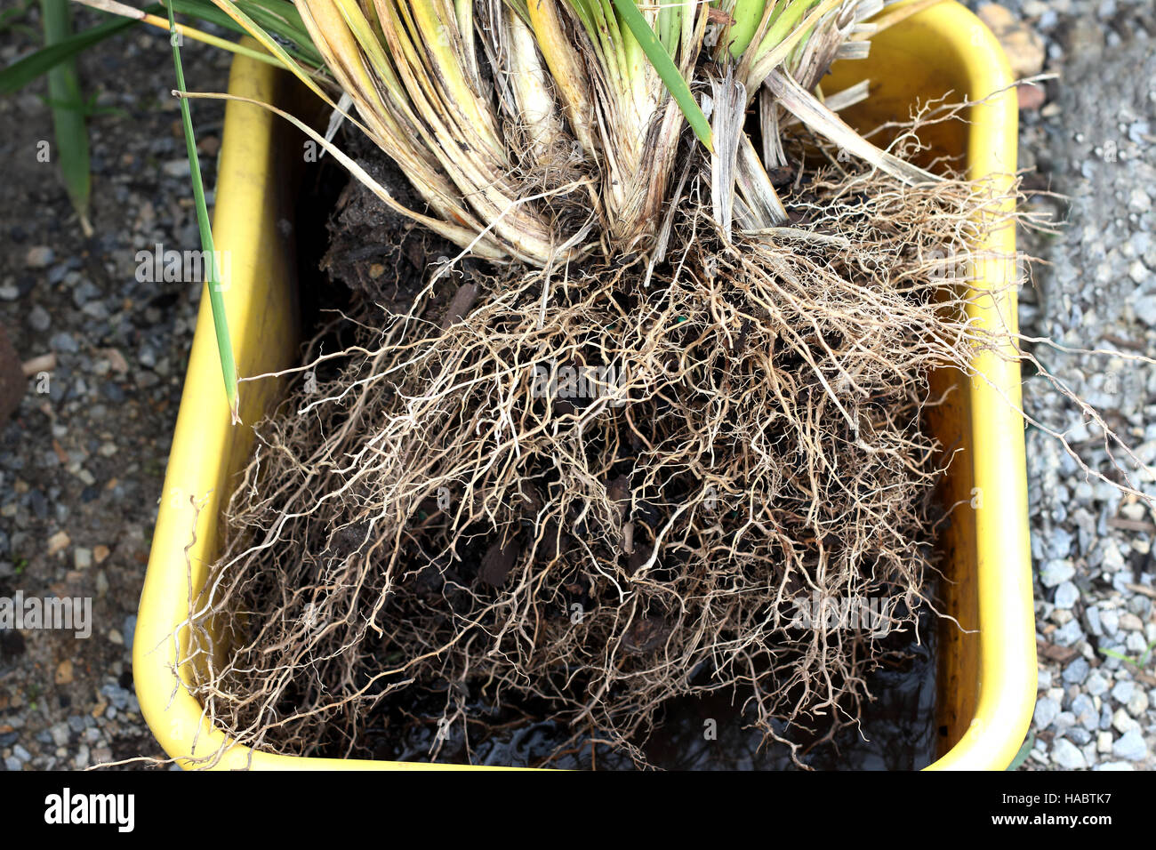 Lomandra Longifolia oder auch Langusten-Kopf Mat-Rush, Korb Graswurzeln ausgesetzt Stockfoto