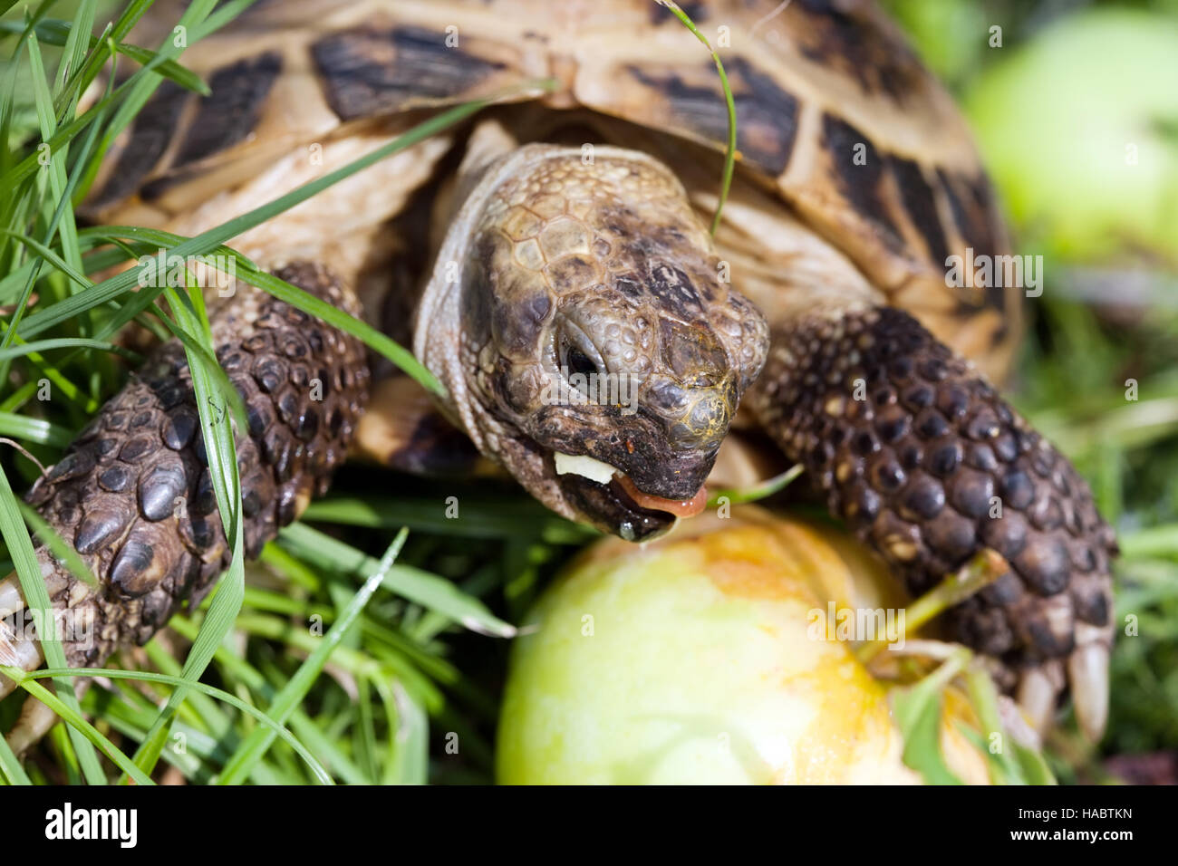 Schildkröte Essen Apfel Closeup Schnauze auf grünen Rasen Hintergrund Stockfoto