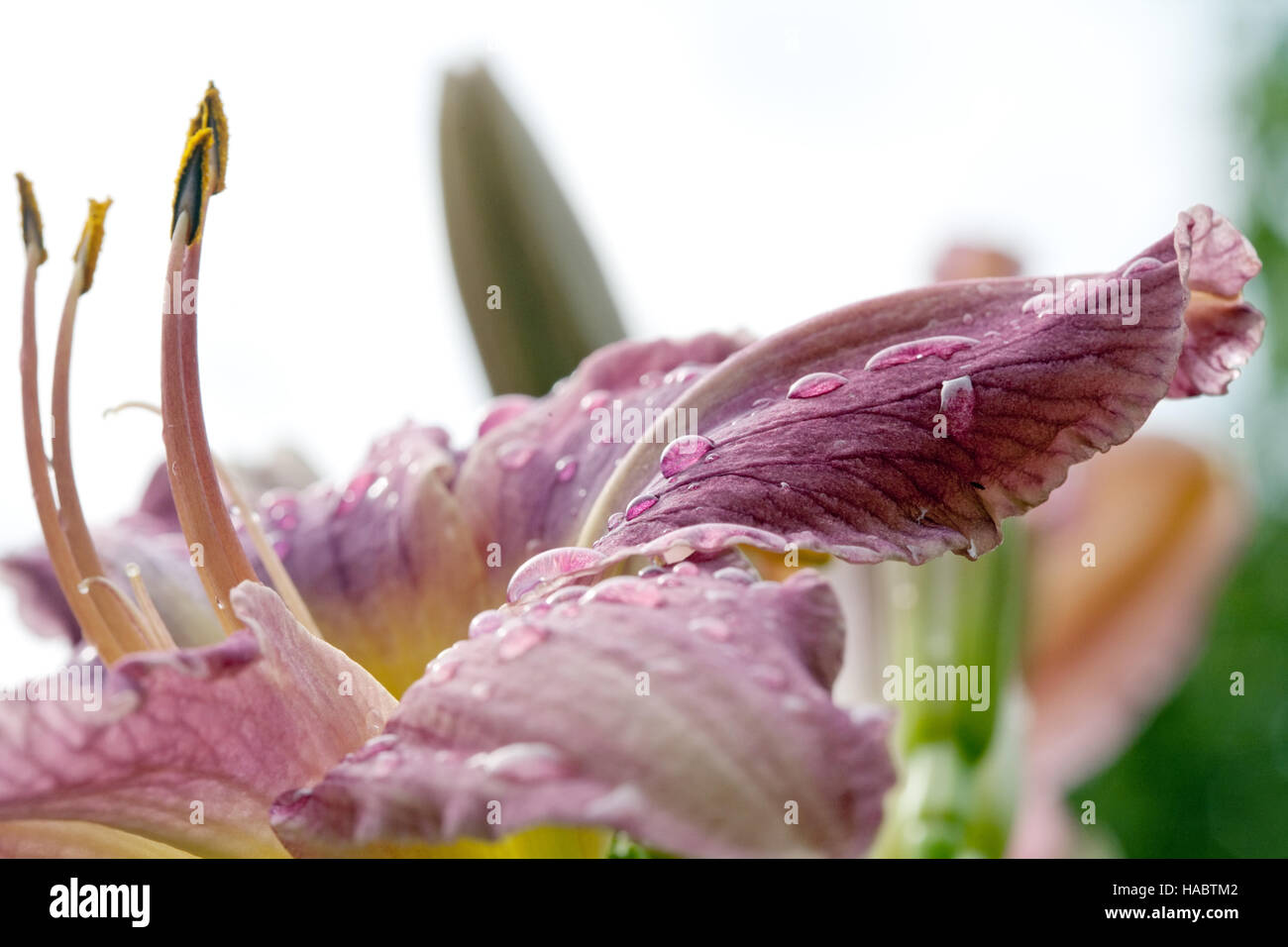 Fading Lilie Blume Nahaufnahme mit Blütenblatt, Staubgefäße und Stempel Stockfoto