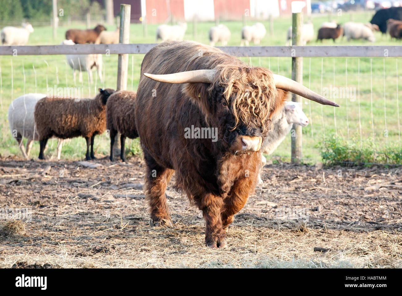 großer pelzigen Bull auf outdoor-Sommer Weide Hintergrund Stockfoto