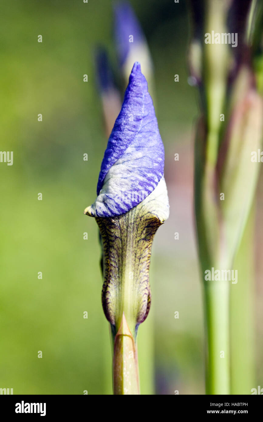 Iris Blütenknospe Closeup auf grünem Hintergrund verschwommen Stockfoto